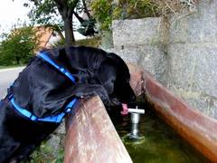 Schwarzer Labrador mit blauem Gurt auf dem Rücken trinkt aus einem Brunnen 
