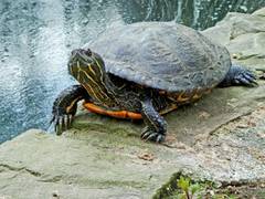 Schildkröte vor Teich
