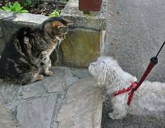 hund und katz gegenüber