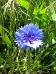 Kornblume, blau, auf Feld