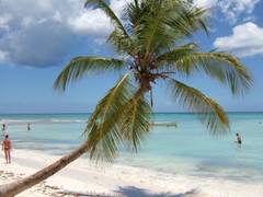 Krumme Palme am karibischen Meer.