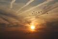 Wildenten fliegen im Abendrot der untergehenden SOnne entgegen