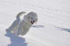 Weisser Königspudel rennt im Schnee
